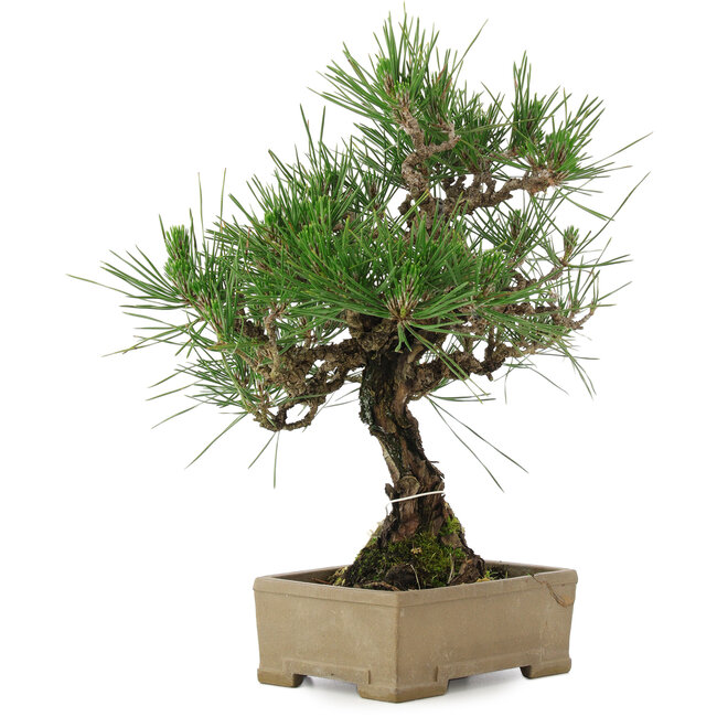 Pinus thunbergii, 31,5 cm, ± 15 years old, in a pot with a damaged corner