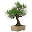 Pinus thunbergii, 31,5 cm, ± 15 ans, dans un pot avec un coin abîmé