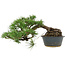 Pinus thunbergii, 22 cm, ± 15 ans