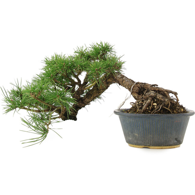 Pinus thunbergii, 22 cm, ± 15 Jahre alt