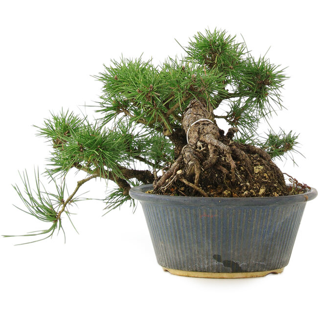 Pinus thunbergii, 22 cm, ± 15 jaar oud