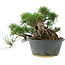 Pinus thunbergii, 22 cm, ± 15 jaar oud
