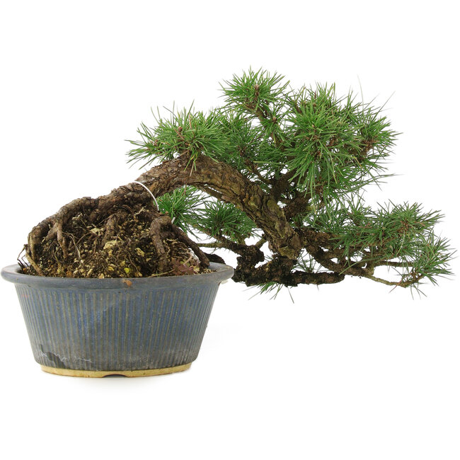Pinus thunbergii, 22 cm, ± 15 anni