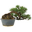 Pinus thunbergii, 22 cm, ± 15 jaar oud