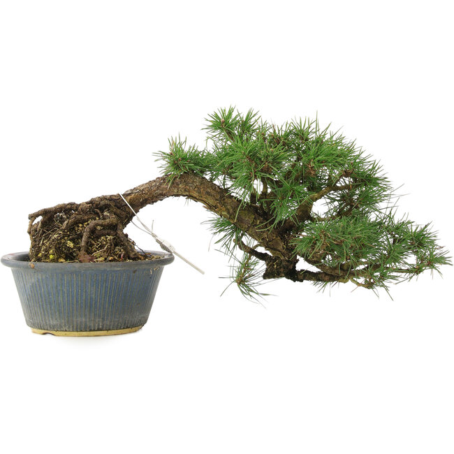 Pinus thunbergii, 22 cm, ± 15 jaar oud