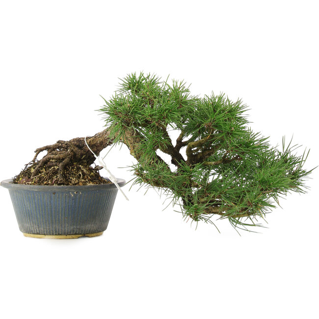 Pinus thunbergii, 22 cm, ± 15 ans