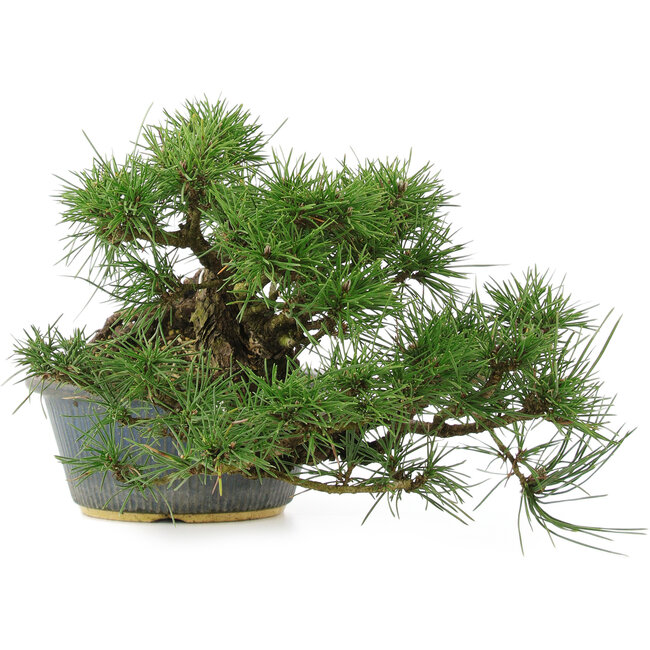 Pinus thunbergii, 22 cm, ± 15 anni