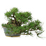 Pinus thunbergii, 22 cm, ± 15 jaar oud