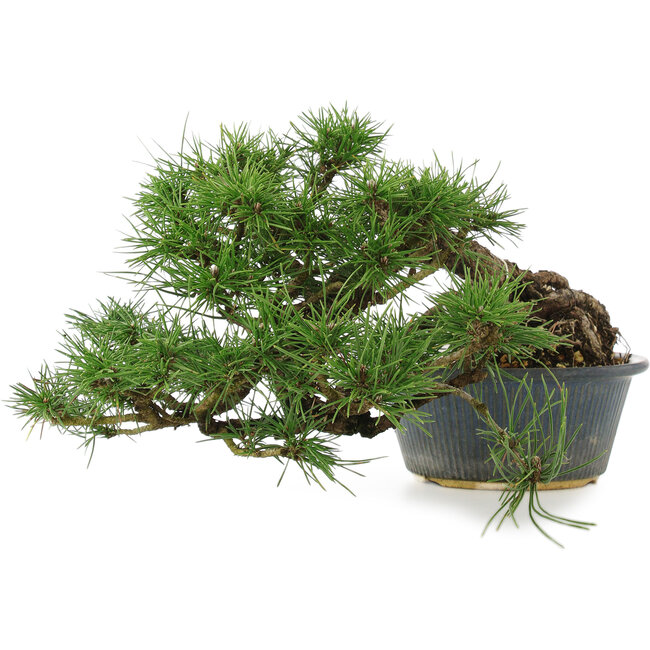 Pinus thunbergii, 22 cm, ± 15 jaar oud