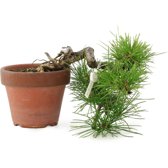 Pinus thunbergii, 17 cm, ± 12 years old