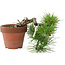 Pinus thunbergii, 17 cm, ± 12 jaar oud