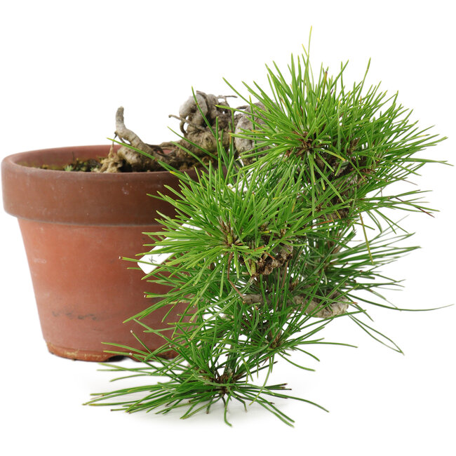 Pinus thunbergii, 17 cm, ± 12 Jahre alt