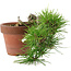 Pinus thunbergii, 17 cm, ± 12 jaar oud