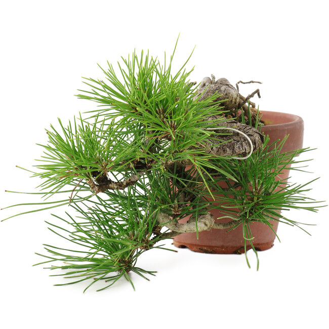 Pinus thunbergii, 17 cm, ± 12 jaar oud