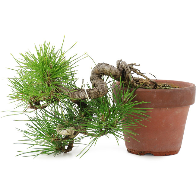 Pinus thunbergii, 17 cm, ± 12 años