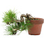 Pinus thunbergii, 17 cm, ± 12 jaar oud