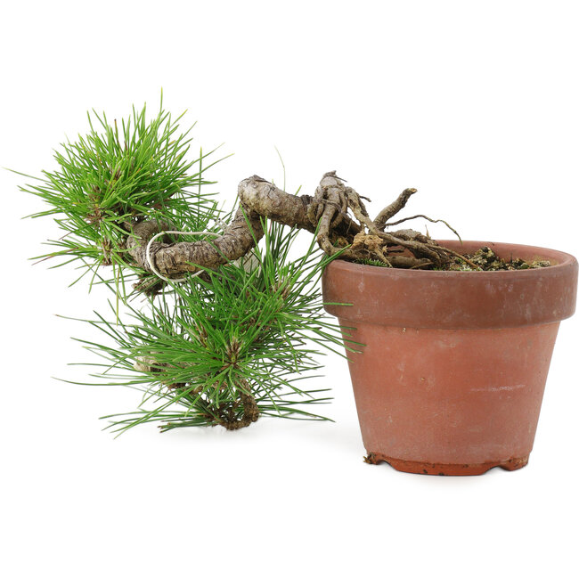 Pinus thunbergii, 17 cm, ± 12 ans