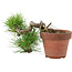 Pinus thunbergii, 17 cm, ± 12 jaar oud