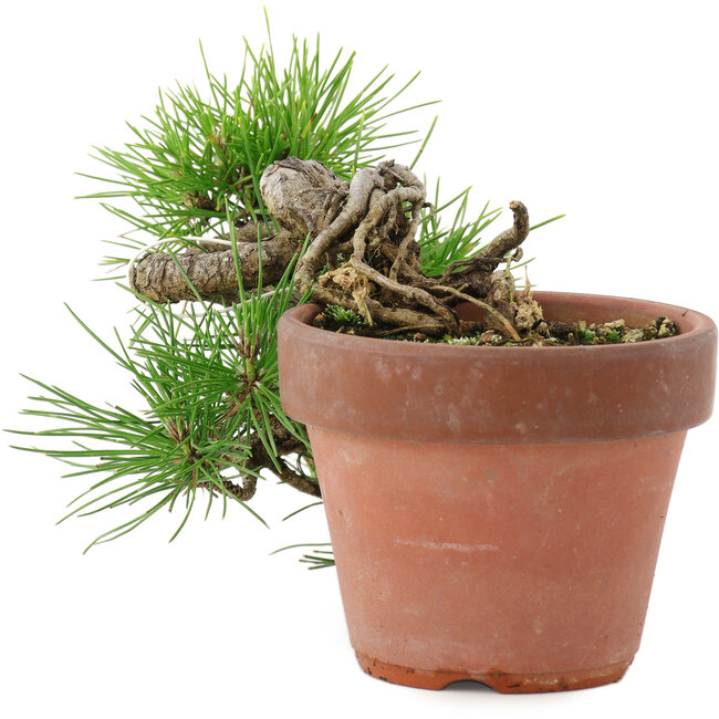 Pinus thunbergii, 17 cm, ± 12 Jahre alt