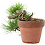 Pinus thunbergii, 17 cm, ± 12 jaar oud