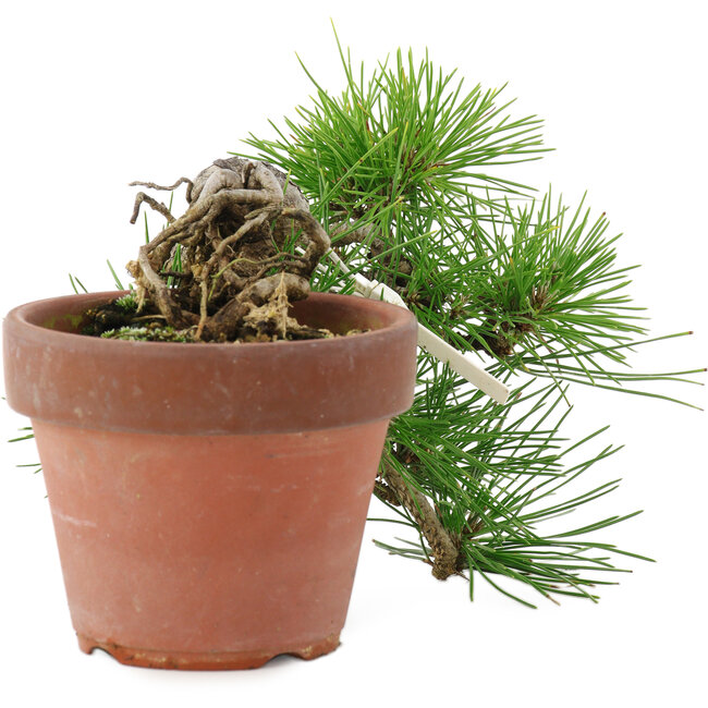 Pinus thunbergii, 17 cm, ± 12 años