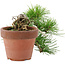 Pinus thunbergii, 17 cm, ± 12 jaar oud