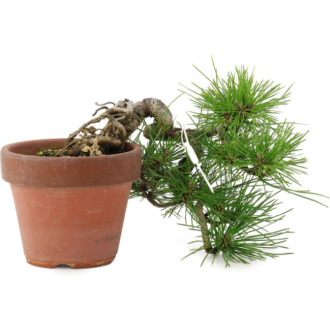 Pinus thunbergii, 17 cm, ± 12 ans