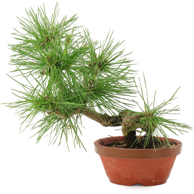 Pinus thunbergii, 22 cm, ± 10 jaar oud