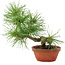 Pinus thunbergii, 22 cm, ± 10 jaar oud