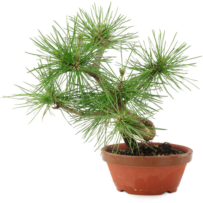 Pinus thunbergii, 22 cm, ± 10 ans