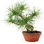 Pinus thunbergii, 22 cm, ± 10 jaar oud