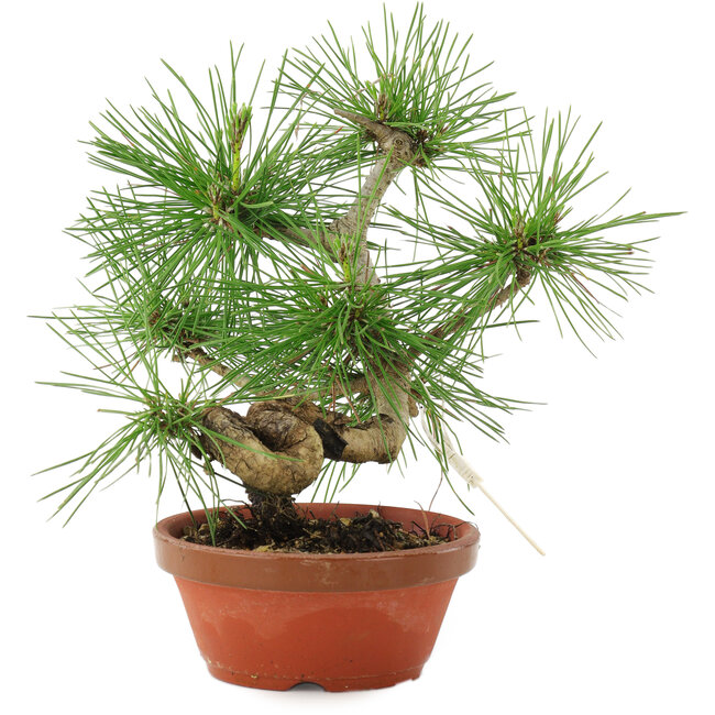 Pinus thunbergii, 22 cm, ± 10 Jahre alt