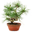 Pinus thunbergii, 22 cm, ± 10 jaar oud