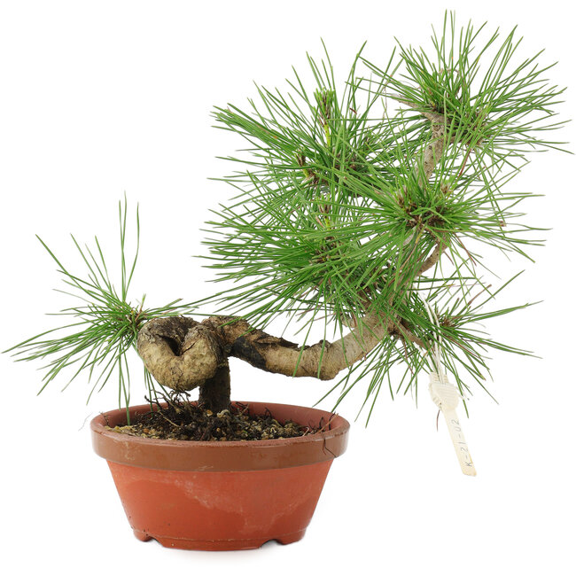 Pinus thunbergii, 22 cm, ± 10 jaar oud
