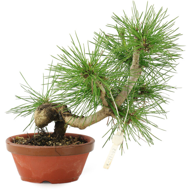 Pinus thunbergii, 22 cm, ± 10 years old