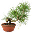Pinus thunbergii, 22 cm, ± 10 jaar oud