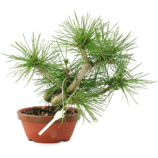 Pinus thunbergii, 22 cm, ± 10 jaar oud