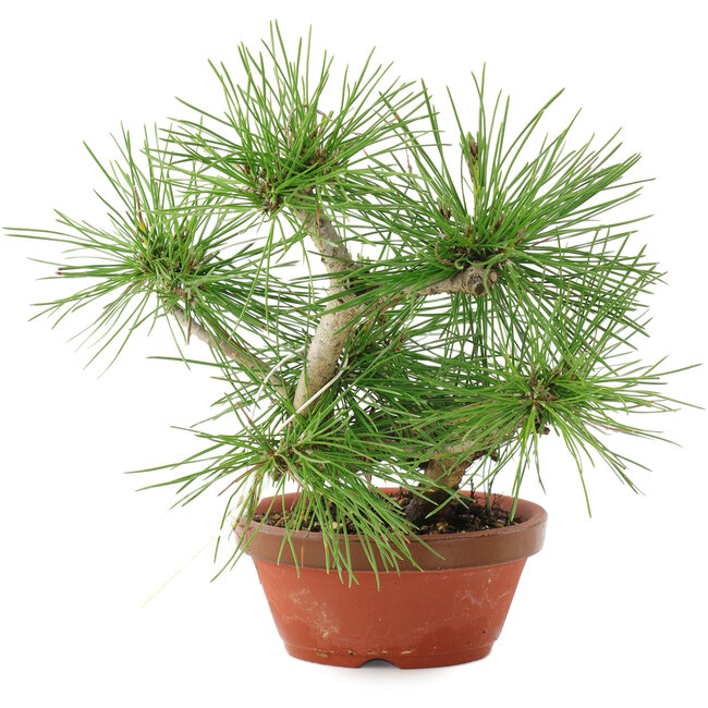 Pinus thunbergii, 22 cm, ± 10 jaar oud