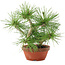 Pinus thunbergii, 22 cm, ± 10 jaar oud