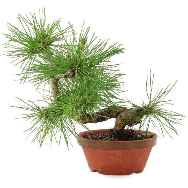 Pinus thunbergii, 22 cm, ± 10 años