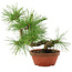 Pinus thunbergii, 22 cm, ± 10 jaar oud