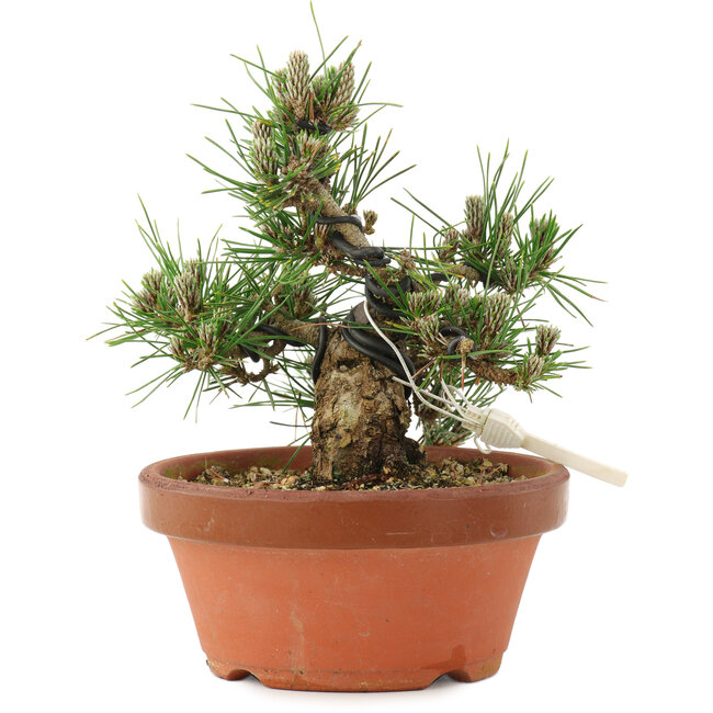 Pinus thunbergii, 16 cm, ± 12 jaar oud