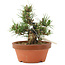 Pinus thunbergii, 16 cm, ± 12 years old