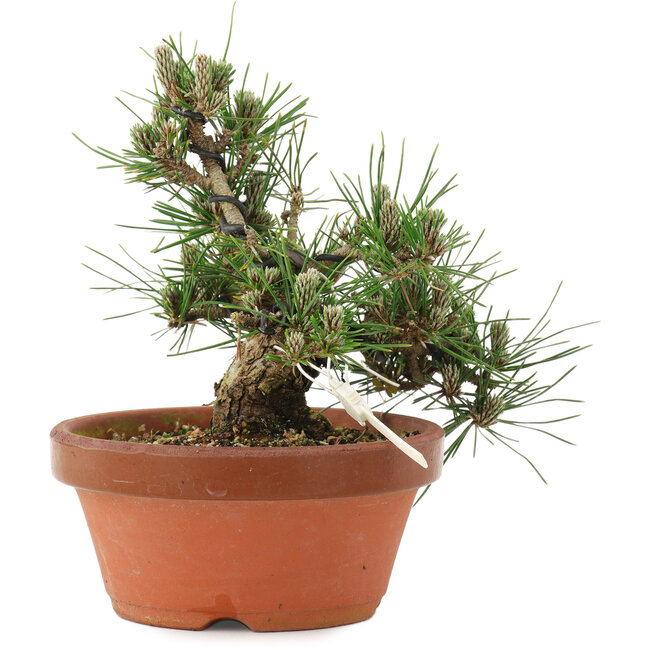 Pinus thunbergii, 16 cm, ± 12 ans