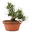 Pinus thunbergii, 16 cm, ± 12 years old