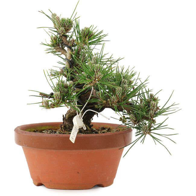 Pinus thunbergii, 16 cm, ± 12 ans