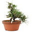 Pinus thunbergii, 16 cm, ± 12 jaar oud