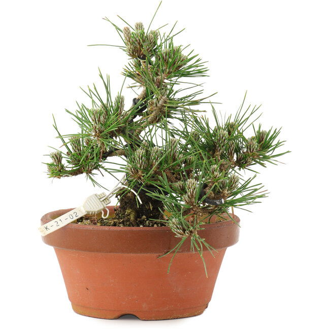Pinus thunbergii, 16 cm, ± 12 jaar oud