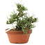 Pinus thunbergii, 16 cm, ± 12 years old