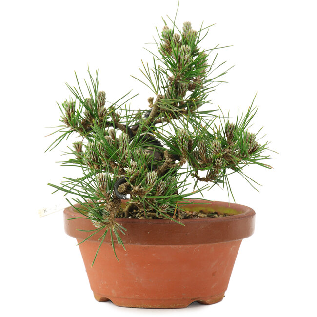 Pinus thunbergii, 16 cm, ± 12 ans